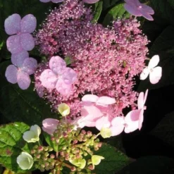 Hortensia (Hydrangea Macrophylla 'Mariesii Perfecta') -Goedkope Tuin Sprankel Winkel 20120225172242 2