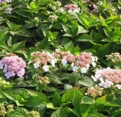 Hortensia (Hydrangea Macrophylla 'Mariesii Perfecta') -Goedkope Tuin Sprankel Winkel 20120225172403 2