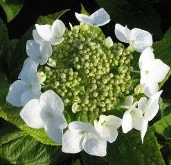 Hortensia (Hydrangea Macrophylla 'Lanarth White') -Goedkope Tuin Sprankel Winkel 20120225172724 4