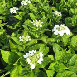 Hortensia (Hydrangea Macrophylla 'Lanarth White') -Goedkope Tuin Sprankel Winkel 20120225172750 4