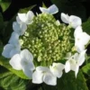 Hortensia (Hydrangea Macrophylla 'Teller White') -Goedkope Tuin Sprankel Winkel 20120225173140 4