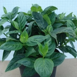 Hortensia (Hydrangea Macrophylla 'Lanarth White') -Goedkope Tuin Sprankel Winkel 20120305134546 4