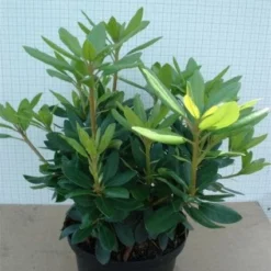 Rhododendron (Rhododendron Catawbiense 'Grandiflorum') -Goedkope Tuin Sprankel Winkel 20120305135657 13