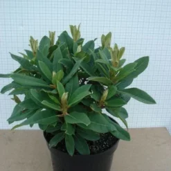 Rhododendron (Rhododendron 'Red Jack') -Goedkope Tuin Sprankel Winkel 20120305140117 2