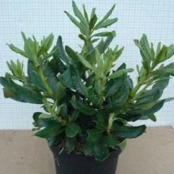 Rhododendron (Rhododendron 'Nova Zembla') -Goedkope Tuin Sprankel Winkel 20120305140253 7