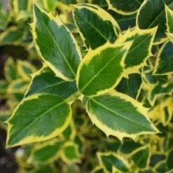 Hulst Op Stam (Ilex 'Argentea Marginata') -Goedkope Tuin Sprankel Winkel 20130121124819 1