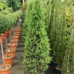 Jeneverbes (Juniperus Communis 'Hibernica') -Goedkope Tuin Sprankel Winkel 20130121125813 7