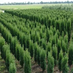 Zuiltaxus (Taxus Baccata 'Fastigiata Robusta') -Goedkope Tuin Sprankel Winkel 20130121131927 17