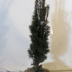 Zuiltaxus (Taxus Baccata 'Fastigiata Robusta') -Goedkope Tuin Sprankel Winkel 20130125132756 17