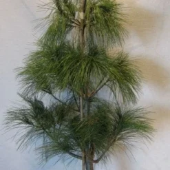 Treurden (Pinus Wallichiana) -Goedkope Tuin Sprankel Winkel 20130125134019 14