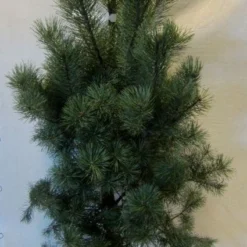 Grove Den, Solitair (Pinus Sylvestris) -Goedkope Tuin Sprankel Winkel 20130125134826 18