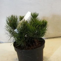 Bergden (Pinus Mugo Mughus) -Goedkope Tuin Sprankel Winkel 20130125135845 13