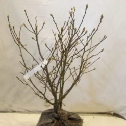 Stermagnolia (Magnolia Stellata) -Goedkope Tuin Sprankel Winkel 20130125153753 13