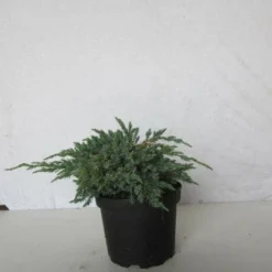 Jeneverbes (Juniperus Squamata 'Blue Carpet') -Goedkope Tuin Sprankel Winkel 20130125154733 4