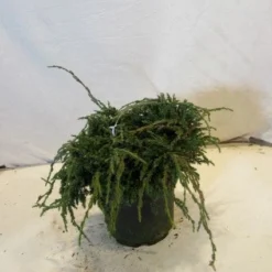 Jeneverbes (Juniperus Squamata 'Blue Carpet') -Goedkope Tuin Sprankel Winkel 20130125154745 4