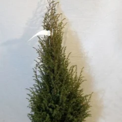 Jeneverbes (Juniperus Communis 'Hibernica') -Goedkope Tuin Sprankel Winkel 20130125161445 7