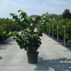 Chinese Judasboom (Cercis Chinensis 'Avondale') 14 Chinese Judasboom (Cercis Chinensis 'Avondale') -Goedkope Tuin Sprankel Winkel 20130214102822 5