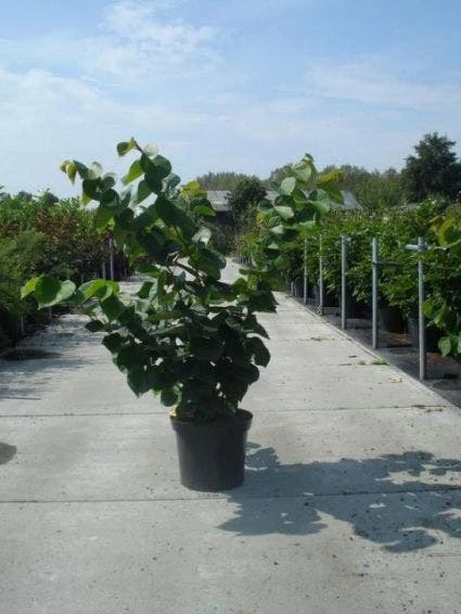 Chinese Judasboom (Cercis Chinensis 'Avondale') 5 Chinese Judasboom (Cercis Chinensis 'Avondale') - Afbeelding 3