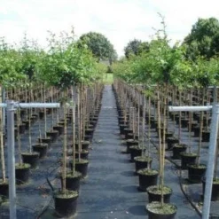 Rode Meidoorn (Crataegus Laevigata 'Paul's Scarlet') -Goedkope Tuin Sprankel Winkel 20130214111754 14