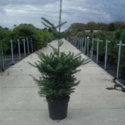 Koreaanse Zilverspar (Abies Koreana) -Goedkope Tuin Sprankel Winkel 20130215101851 6