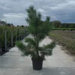 Grove Den, Solitair (Pinus Sylvestris) -Goedkope Tuin Sprankel Winkel 20130215102527 18