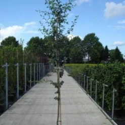 Rode Meidoorn (Crataegus Laevigata 'Paul's Scarlet') -Goedkope Tuin Sprankel Winkel 20130215114625 14