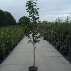 Beverboom (Magnolia Kobus) -Goedkope Tuin Sprankel Winkel 20130215115339 7