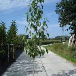 Beverboom (Magnolia Kobus) -Goedkope Tuin Sprankel Winkel 20130215115408 19