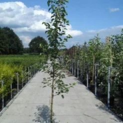 Chinese Sierpeer (Pyrus Calleryana 'Chanticleer') -Goedkope Tuin Sprankel Winkel 20130215115633 19