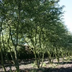 Krentenboom Als Struik (Amelanchier Lamarckii) -Goedkope Tuin Sprankel Winkel 20130315104532 13