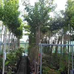 Japanse Sierkers (Prunus Serrulata 'Kanzan') -Goedkope Tuin Sprankel Winkel 20130703100803 16