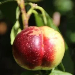 Nectarine (Prunus Persica Nucipersica) -Goedkope Tuin Sprankel Winkel 20130906151632 2