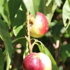 Nectarine (Prunus Persica Nucipersica) -Goedkope Tuin Sprankel Winkel 20130906151641 2