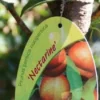 Nectarine (Prunus Persica Nucipersica) -Goedkope Tuin Sprankel Winkel 20130906151801 2