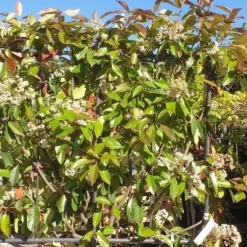 Goedkope Tuin Sprankel Winkel -Goedkope Tuin Sprankel Winkel 20190513 094839 resized