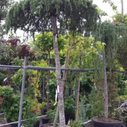 Ceder Als Dakboom (Cedrus Deodara 'Pendula') -Goedkope Tuin Sprankel Winkel 20190712 120943