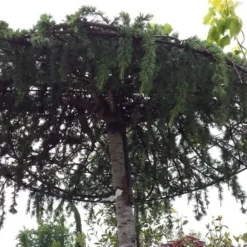 Ceder Als Dakboom (Cedrus Deodara 'Pendula') -Goedkope Tuin Sprankel Winkel 20190712 121003