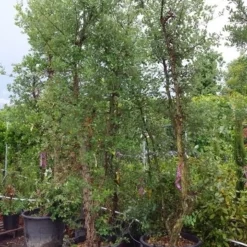 Kurkeik Meerstammig (Quercus Suber) -Goedkope Tuin Sprankel Winkel 20190712 151928