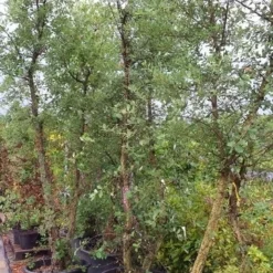 Kurkeik Meerstammig (Quercus Suber) -Goedkope Tuin Sprankel Winkel 20190712 151939