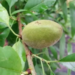 Amandelboom (Prunus Dulcis) -Goedkope Tuin Sprankel Winkel 20190712 153121 1