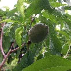 Amandelboom (Prunus Dulcis) -Goedkope Tuin Sprankel Winkel 20190712 153156 1