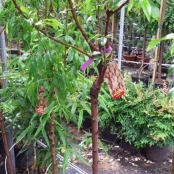 Amandelboom (Prunus Dulcis) -Goedkope Tuin Sprankel Winkel 20190712 153317 1