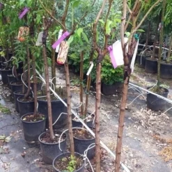 Amandelboom (Prunus Dulcis) -Goedkope Tuin Sprankel Winkel 20190712 153330 1