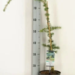 Treurceder (Cedrus Libani 'Glauca Pendula') -Goedkope Tuin Sprankel Winkel 2022 10 18 11 24 40 window