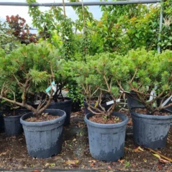 Meerstammige Japanse Pijnboom (Pinus Parviflora 'Brevifolia') -Goedkope Tuin Sprankel Winkel 20220524 123400