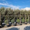 Olijfwilg Als Leiboom (Elaeagnus Ebbingei) -Goedkope Tuin Sprankel Winkel 20220728 174446 1