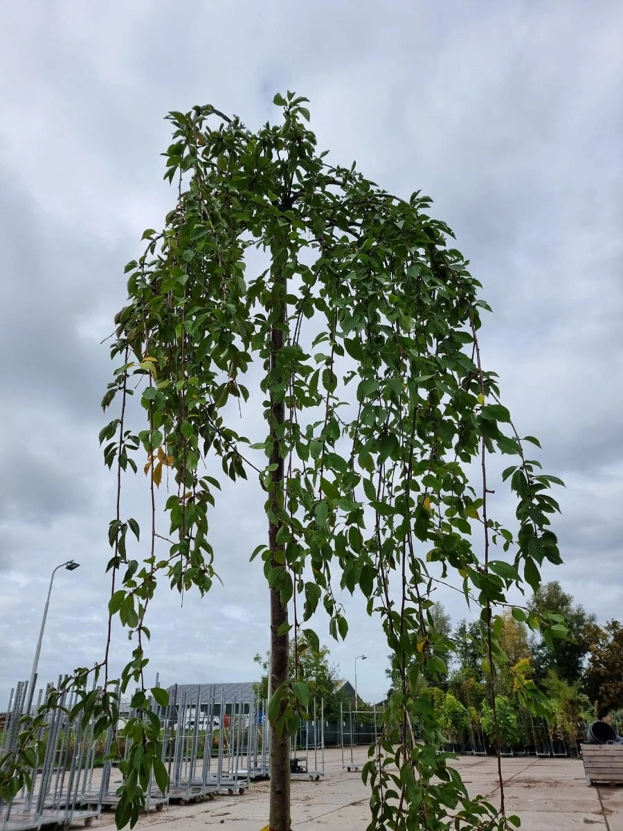 Treursierkers (Prunus Subhirtella 'Pendula Rosea') 6 Treursierkers (Prunus Subhirtella 'Pendula Rosea') - Afbeelding 4