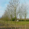 Beverboom (Magnolia Cylindrica) -Goedkope Tuin Sprankel Winkel 208magnoliacilindricaho 2