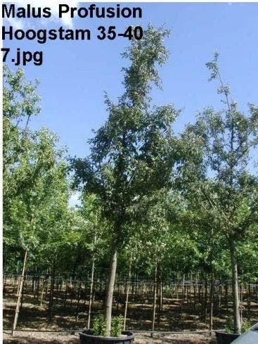 Sierappel (Malus 'Profusion' ) 4 Sierappel (Malus 'Profusion' ) - Afbeelding 2