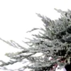 Jeneverbes (Juniperus Horizontalis 'Icee Blue') -Goedkope Tuin Sprankel Winkel 233100.030c03 2015974